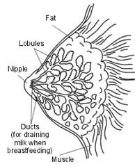 Breast Biopsy Surgery in India