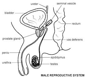 Hydrocele Operation - Adult Surgery in India