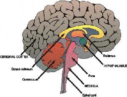 Meningioma Surgery and Treatment in India