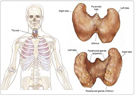 Parathyroid Tumor Surgery in India