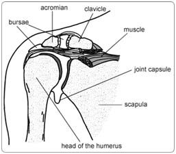 Shoulder Arthroscopy Surgery in India